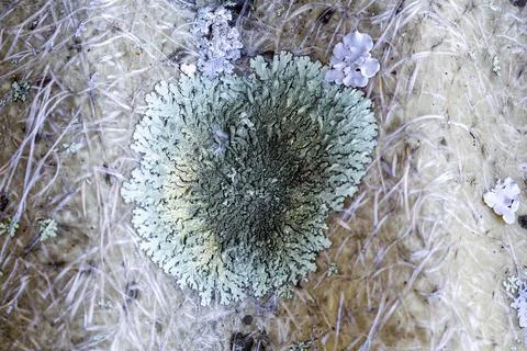 Lichens Stock Photos