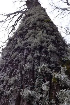 Lichens 库存照片