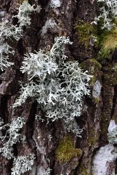Lichens 库存照片