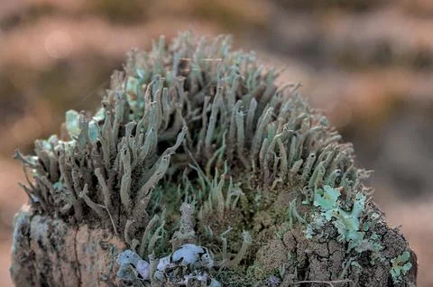 Lichens on posts Stock Photos