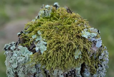 Lichens on posts Stock Photos