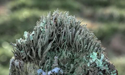 Lichens on posts Stock Photos