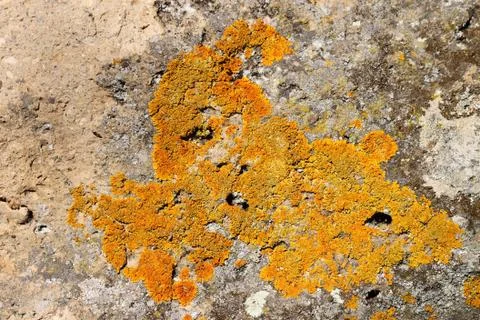 Lichens on rock Stock Photos