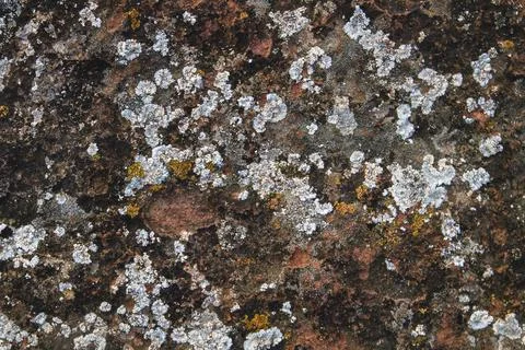 Lichens on a rock Stock Photos