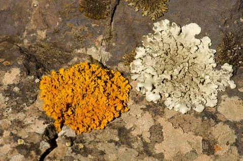 Lichens on a rock. Foto stock