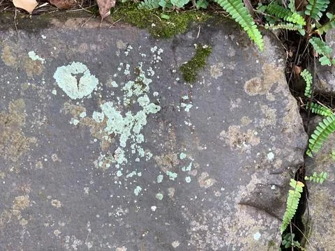 Lichens on a rocky surface Stock Photos