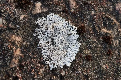 Lichens on the stone Stock Photos