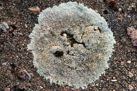 Lichens on the stone Stock Photos