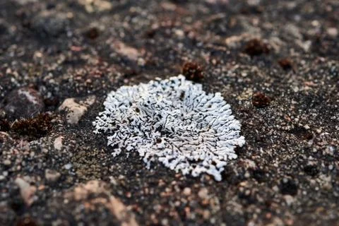 Lichens on the stone Stock Photos