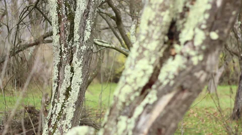 Lichens on Tree Bark Stock Footage 32346211