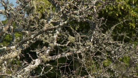 Lichens on Tree Bark Stock-Footage 118950973