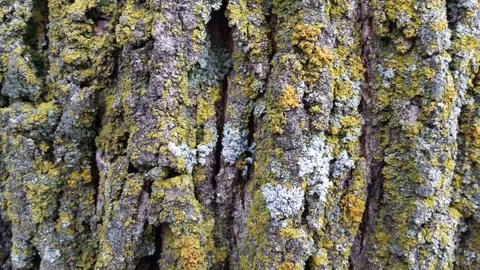 Lichens On Tree Bark Stockfoto's