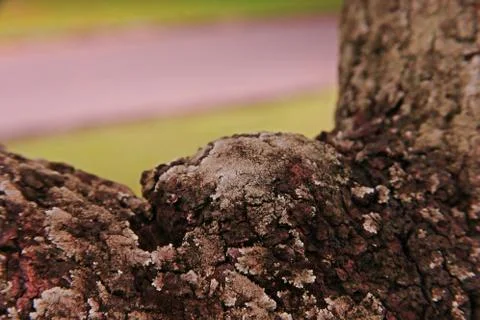 Lichens on tree bark Stock Photos
