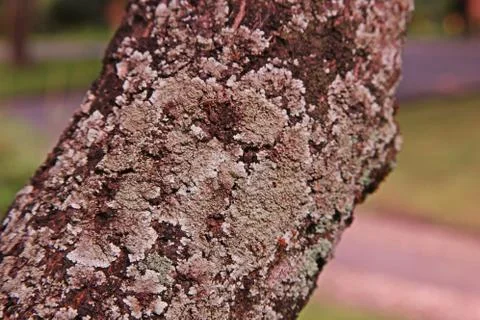 Lichens on tree bark Stock Photos