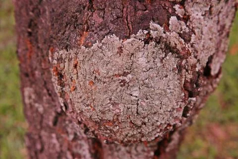 Lichens on tree bark Stock Photos