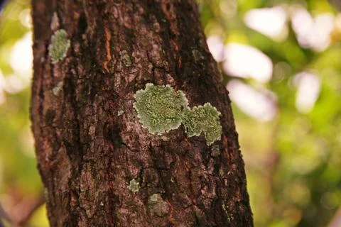Lichens on tree bark Stock Photos