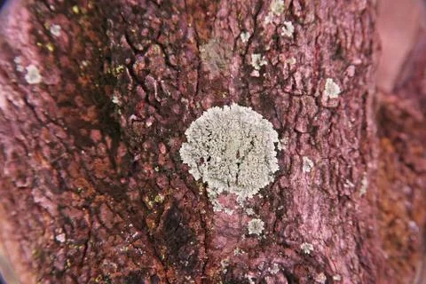Lichens on tree bark Stock Photos