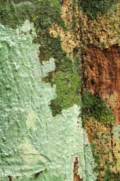 Lichens on tree trunk Stock Photos