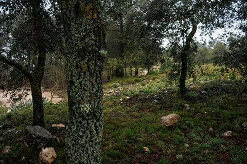 Lichens on the trunk of an oak tree Quercus ilex in winter Stockfoto's