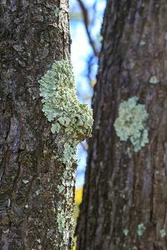 Lichens on the trunk of an old pine tree in the mountains, Appalachian Trai.. Fotos Stock