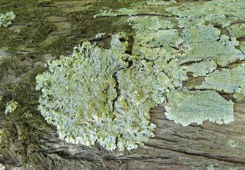 Lichens_over_bark Stock Photos