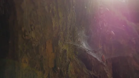 Lichterspiel wald spinnennetz Stock Footage 122218091
