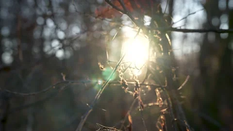 Lichtung im Wald 库存影片 212021864
