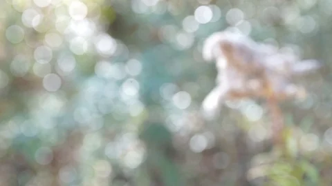 Lick Creek Flower Pan Stock Footage