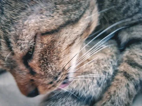 A Licking Cat Stock Photos