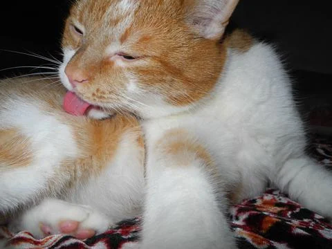 Licking cat Stock Photos