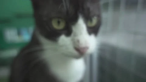 Licking Cat Washes up Its Muzzle by Tongue. Slow Motion Stock Footage 65289671