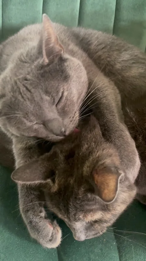 Licking cats Vertical mode Stock Footage 317965400