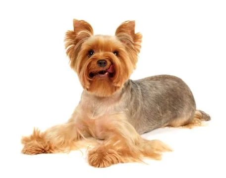 Licking dog Stock Photos