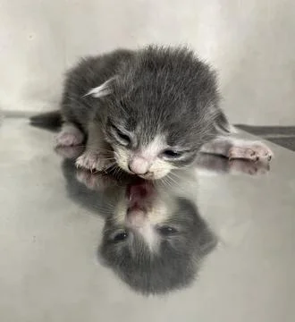 Licking His Shadow 스톡 사진