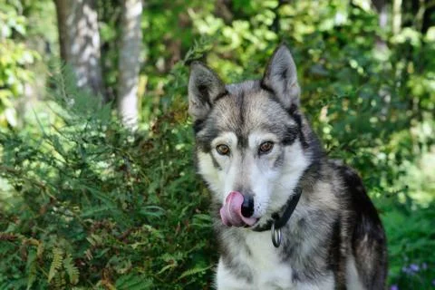 Licking husky Stock Photos