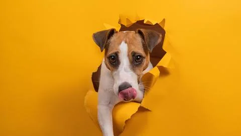 Licking jack russell terrier comes out of a paper orange background tearing it. Stock Photos