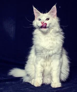 A licking white cat Stock Photos