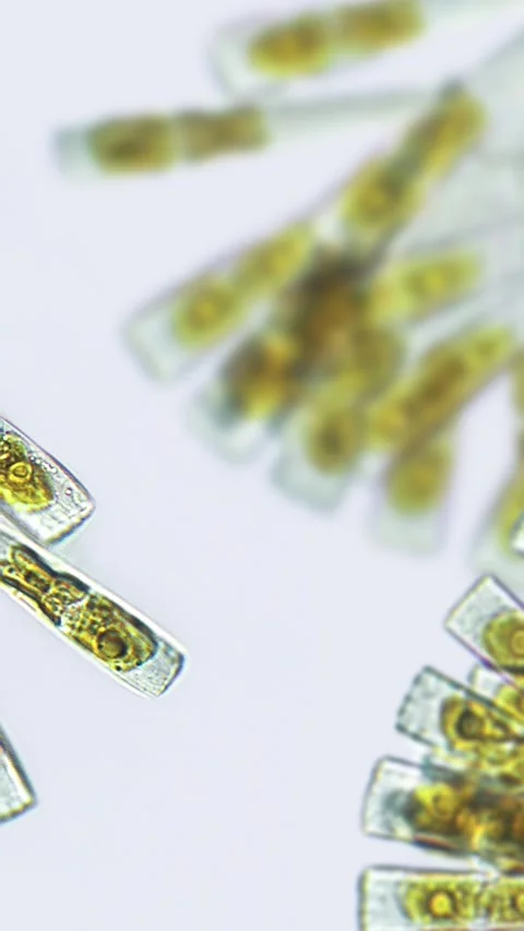 Licmophora sp. algae under microscopic view Stock Footage 282477464