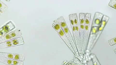 Licmophora sp. algae under microscopic view Stock Footage 282477474