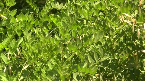 Licorice plant Stock Footage 51502763