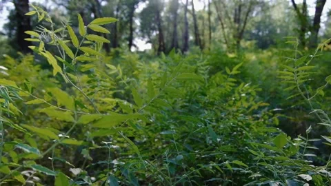 Licorice plants in the forest during the day Stock Footage 135817221