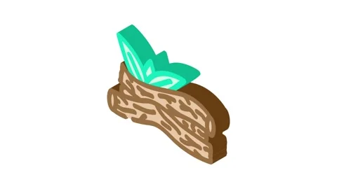 Licorice root ayurvedic herb isometric icon animation Stock Footage 327283405