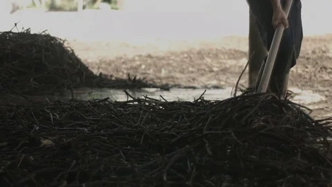 Licorice Roots washing process. Ambrolauri. Georgia 2017 Stock-Footage 84826842