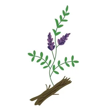 Licorice vector illustration Stock Illustration