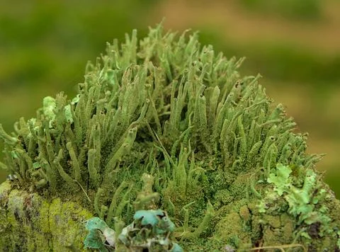 LICQUEN ON A POST Stock Photos