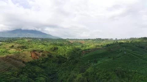 Lids4 Video stock 241209687