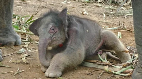 Lie down baby elephant Stock Footage 63479864