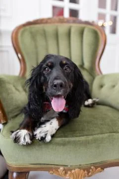 Lie down. Dog spaniel in a red bow tie in the interior of the light room. Pet is Stock Photos