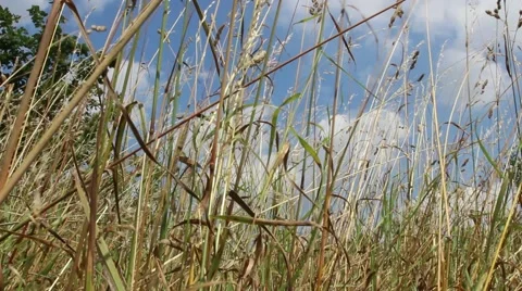 Lie in the grass Stock Footage 40296737