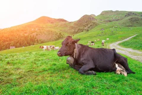 Liegende Kuh beim Grasen in den italienischen Alpen im Sommer *** horizont... Stock Photos